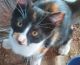 Calico Cats for sale in Lampasas, TX 76550, USA. price: $150