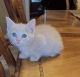 Calico Cats for sale in 2384 E Maple Rd, Troy, MI 48083, USA. price: $200
