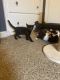 Calico Cats for sale in Fresno, CA, USA. price: $15