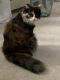 Calico Cats for sale in Belmont, MA, USA. price: NA