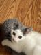 Calico Cats for sale in Washington, DC, USA. price: NA