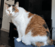 Calico Cats for sale in Washington, DC, USA. price: NA
