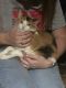 Calico Cats for sale in Conroe, TX, USA. price: $1,000