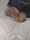 Calico Cats for sale in West Des Moines, IA, USA. price: $25
