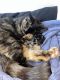 Calico Cats for sale in Methuen, MA 01844, USA. price: $350