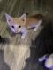 Calico Cats for sale in New Port Richey, FL, USA. price: NA