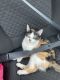 Calico Cats for sale in 6000 Merriweather Dr, Columbia, MD 21044, USA. price: $5,000