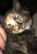 Calico Cats for sale in Owensville, OH 45160, USA. price: NA