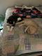 Calico Cats for sale in Oklahoma City, OK 73107, USA. price: $50