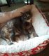 Calico Cats for sale in Tallmadge, OH 44278, USA. price: NA