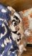 Calico Cats for sale in Spearfish, SD, USA. price: NA