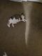 Calico Cats for sale in Hopewell, VA 23860, USA. price: $10