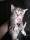 Calico Cats for sale in Seattle, WA, USA. price: NA
