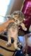 Calico Cats for sale in Roosevelt, NY 11575, USA. price: NA
