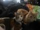 Calico Cats for sale in Peoria, AZ, USA. price: $125