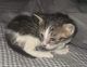Calico Cats for sale in Big Spring, TX 79720, USA. price: $2,500