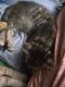 Calico Cats for sale in Justin, TX 76247, USA. price: $25