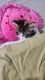 Calico Cats for sale in Pflugerville, TX, USA. price: $100