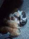 Calico Cats for sale in St. Louis, MO, USA. price: NA