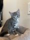 Calico Cats for sale in Menifee, CA, USA. price: $20