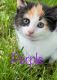 Calico Cats for sale in 1 St Joe Rd, Butler, PA 16002, USA. price: $250
