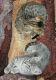 Calico Cats for sale in Wagener, SC 29164, USA. price: NA