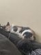 Calico Cats for sale in High Point, NC, USA. price: $120
