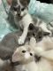Calico Cats for sale in Whittier, CA, USA. price: NA
