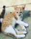 Calico Cats for sale in Cleveland, TN, USA. price: $10