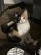 Calico Cats for sale in Mt Vernon, TX 75457, USA. price: NA