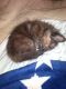 Calico Cats for sale in Fontana, CA 92335, USA. price: NA