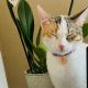 Calico Cats for sale in Stamford, CT, USA. price: $100