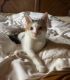 Calico Cats for sale in Altoona, PA, USA. price: NA
