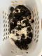 Calico Cats for sale in West Jordan, UT, USA. price: $50
