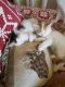 Calico Cats for sale in Coal Creek Canyon, CO 80403, USA. price: NA