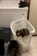 Calico Cats for sale in Yelm, WA, USA. price: NA