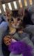 Calico Cats for sale in Levelland, TX 79336, USA. price: NA