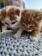 Calico Cats for sale in Commerce, GA, USA. price: $150