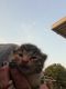 Calico Cats for sale in McComb, MS, USA. price: $150