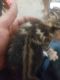 Calico Cats for sale in McDade, TX 78650, USA. price: NA