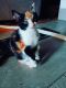 Calico Cats for sale in Federal Way, WA 98001, USA. price: $100