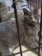 Calico Cats for sale in Coitsville-Hubbard Rd, Youngstown, OH 44505, USA. price: $50