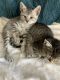 Calico Cats for sale in Harlingen, TX, USA. price: NA