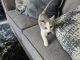 Calico Cats for sale in Lee's Summit, MO, USA. price: NA