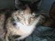 Calico Cats for sale in Archdale, NC, USA. price: $20