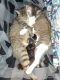 Calico Cats for sale in London, OH 43140, USA. price: NA