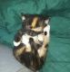 Calico Cats for sale in Vallejo, CA, USA. price: $250