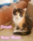 Calico Cats for sale in Hemet, CA, USA. price: $25