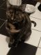 Calico Cats for sale in Stillwater, OK, USA. price: NA
