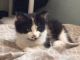 Calico Cats for sale in Mentor, OH 44060, USA. price: $50
